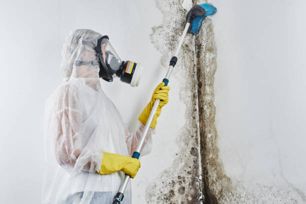 Best Black Mold Removal in Rolling Hills, CA