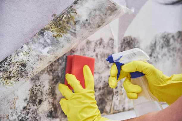 Best Environmental Consulting for Mold Prevention in Rolling Hills, CA